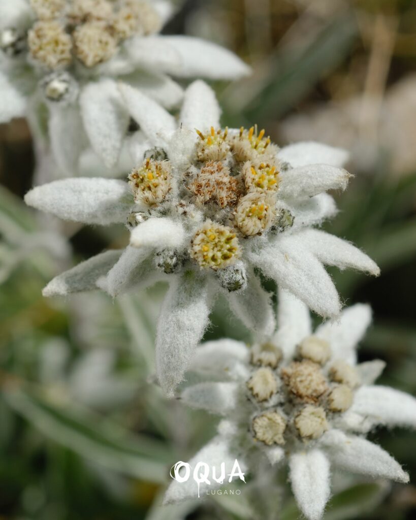 OQUA Lugano - Edelweiss